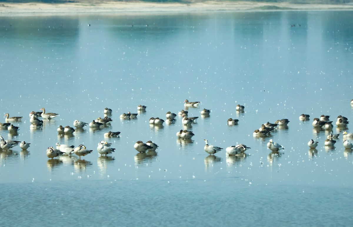 Bar-headed Goose - ML647451332