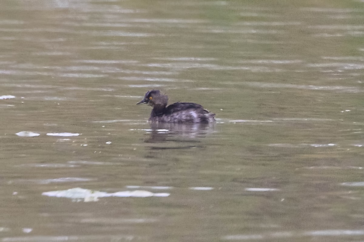 Least Grebe - ML647451334