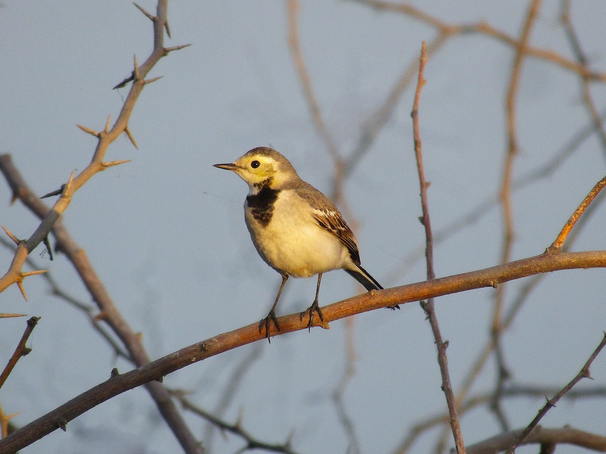 konipas bílý - ML647451339