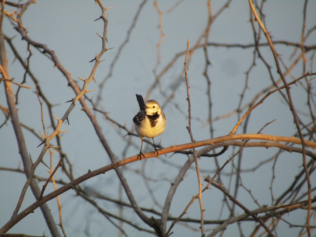 konipas bílý - ML647451340