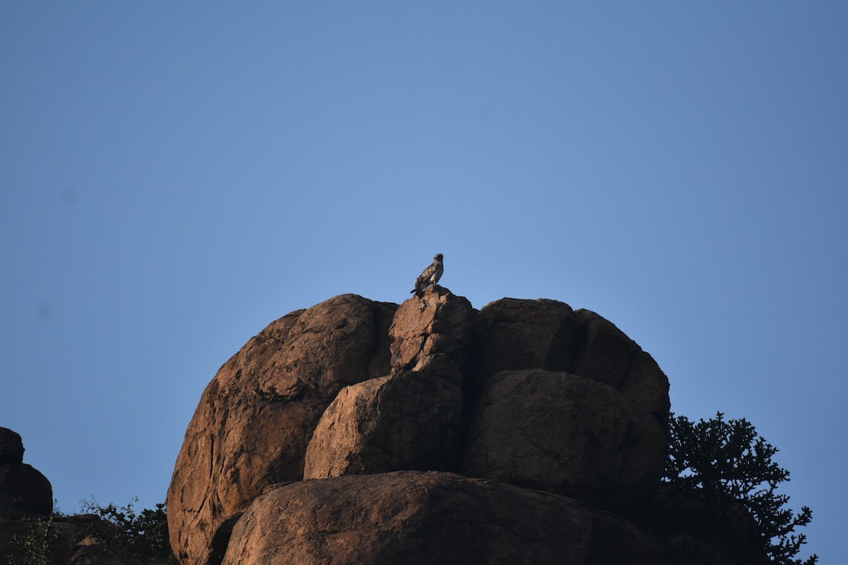 Short-toed Snake-Eagle - ML647451350
