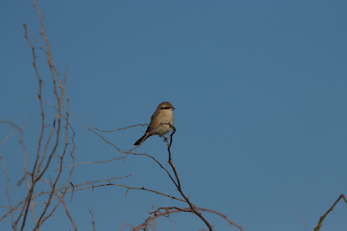 Isabelline Shrike - ML647451356