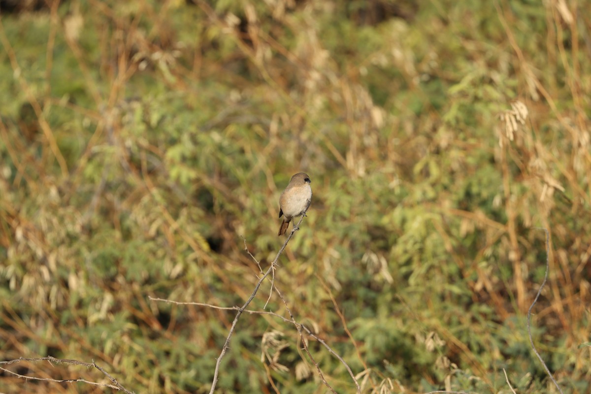 Isabelline Shrike - ML647451357