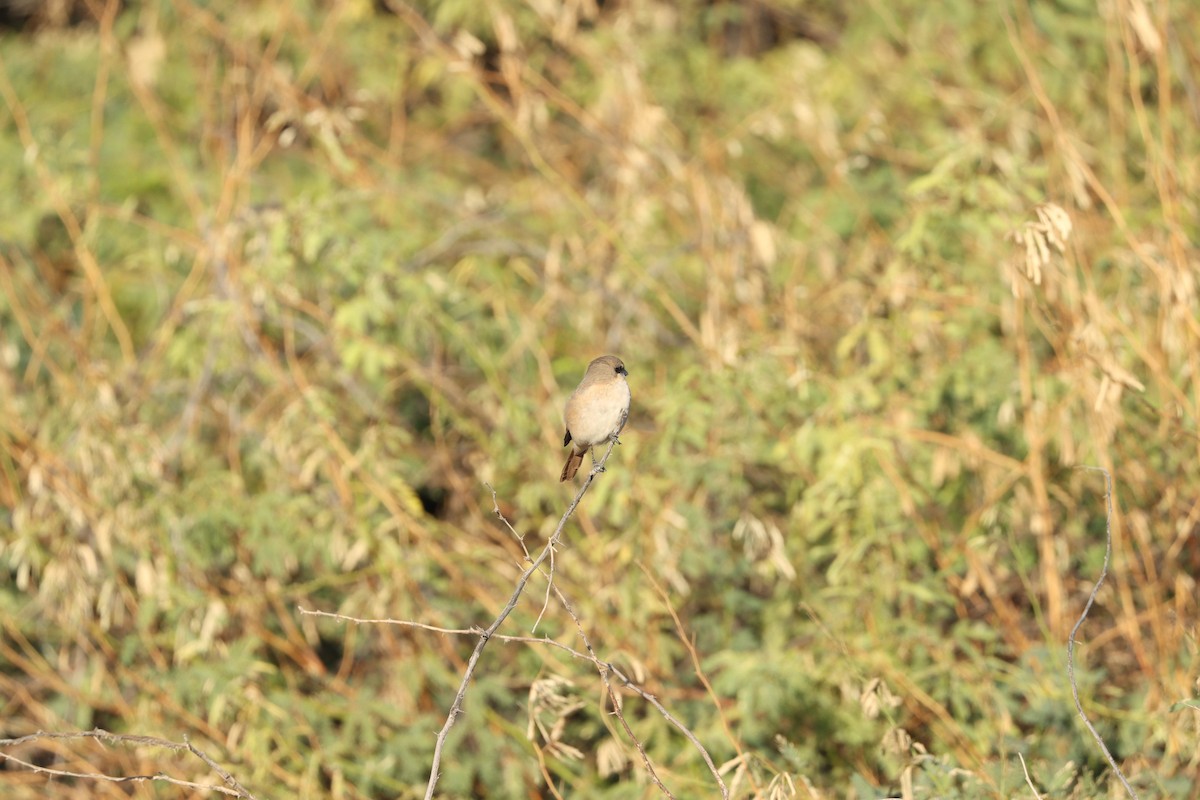 Isabelline Shrike - ML647451358