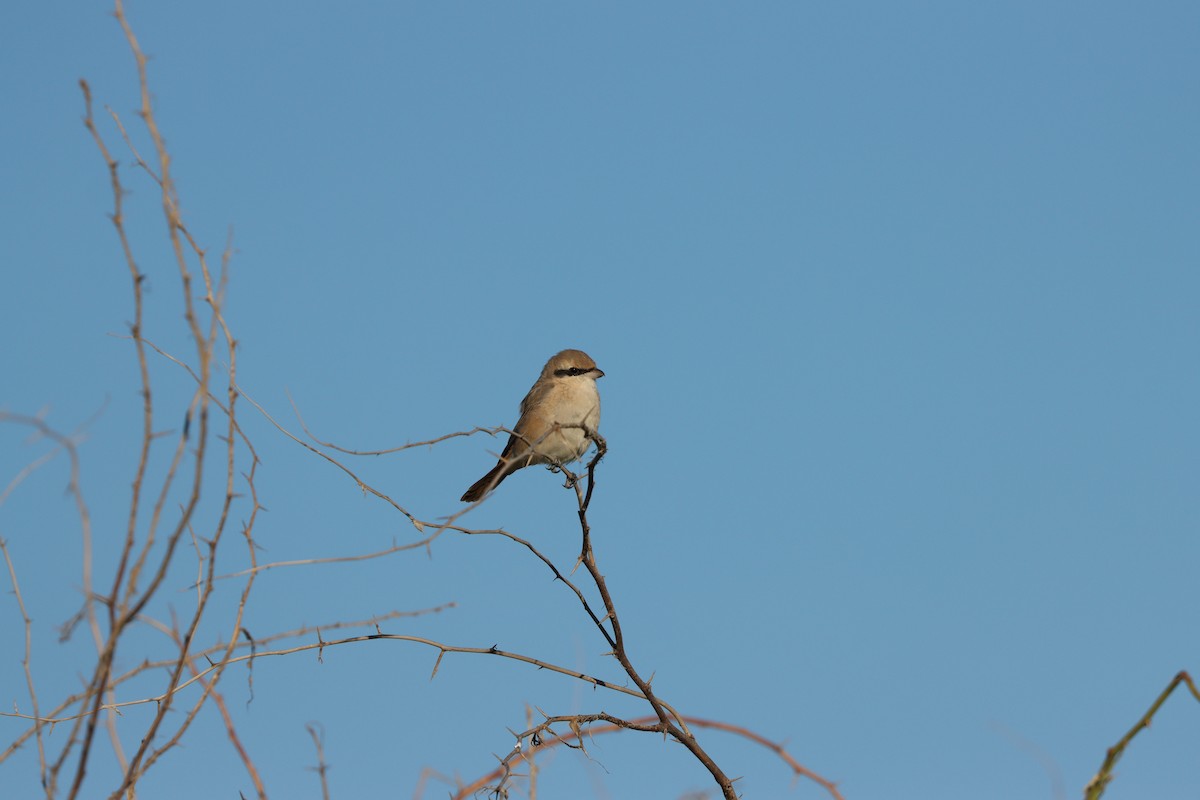 Isabelline Shrike - ML647451359