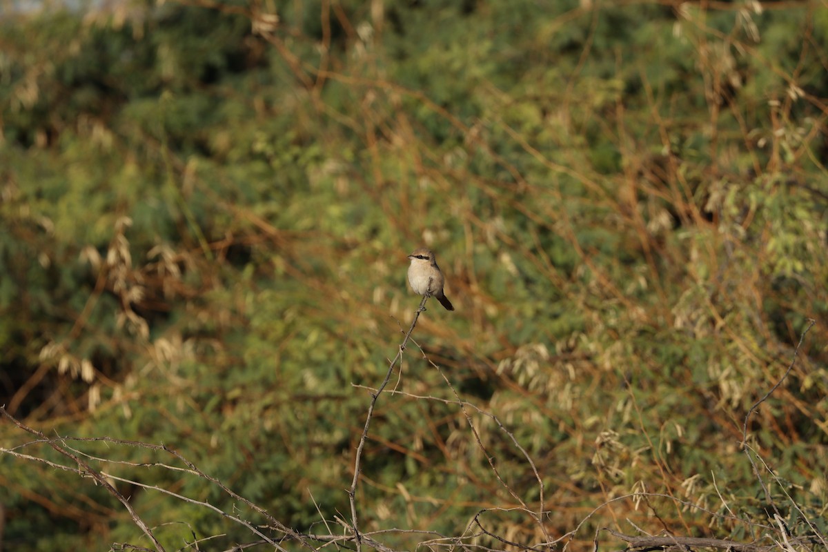 Isabelline Shrike - ML647451360