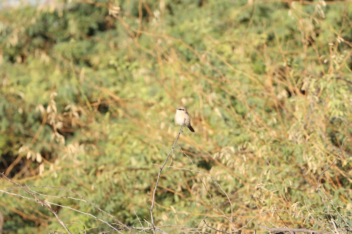 Isabelline Shrike - ML647451361