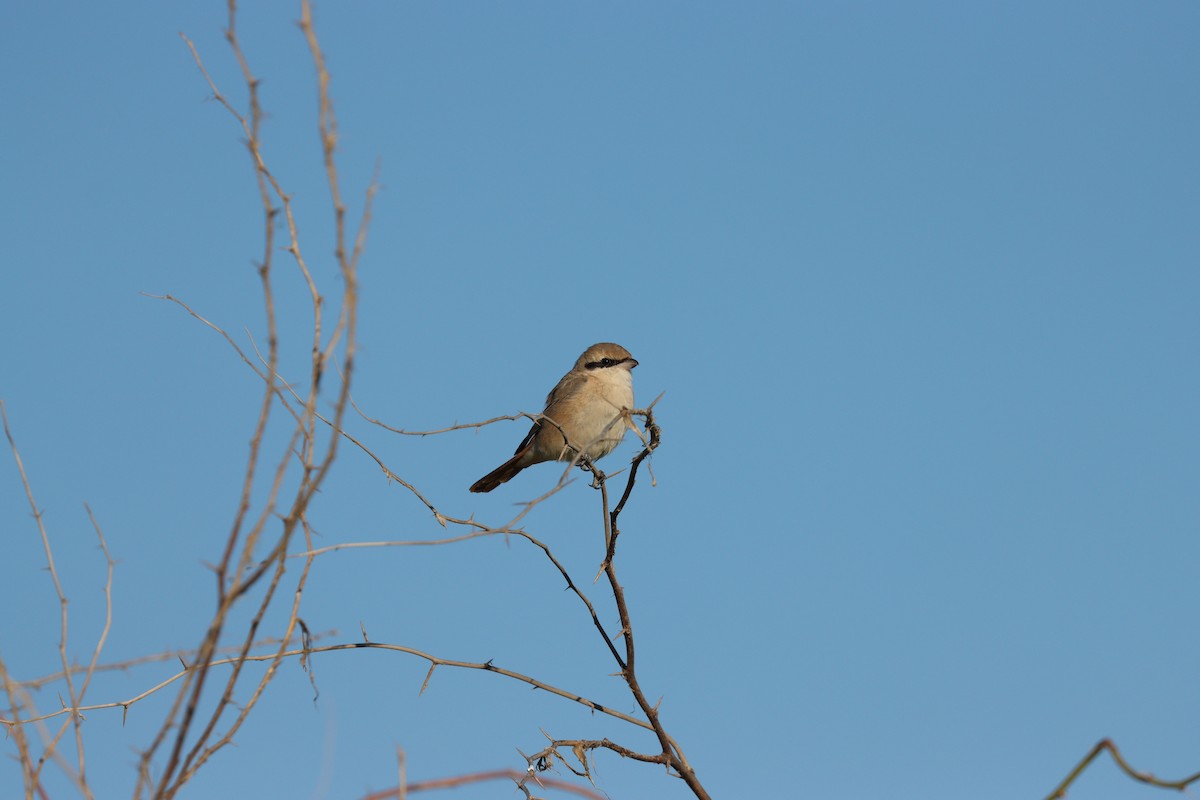Isabelline Shrike - ML647451362