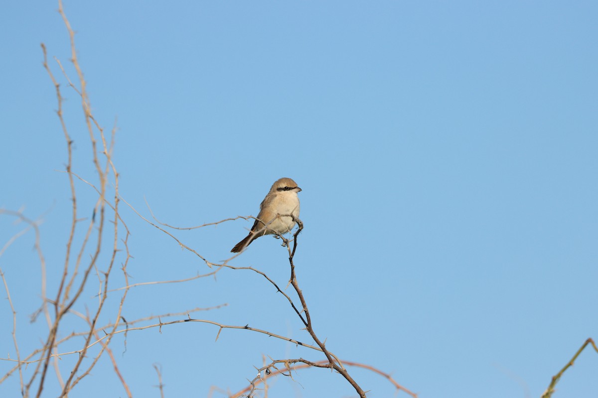 Isabelline Shrike - ML647451363