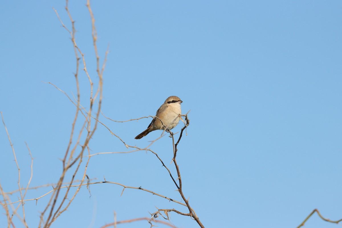 Isabelline Shrike - ML647451366