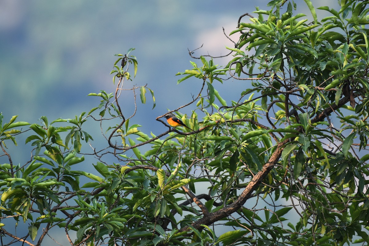 Zwergmennigvogel - ML647451378