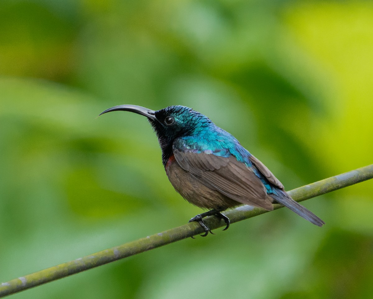 Loten's Sunbird - ML647451380