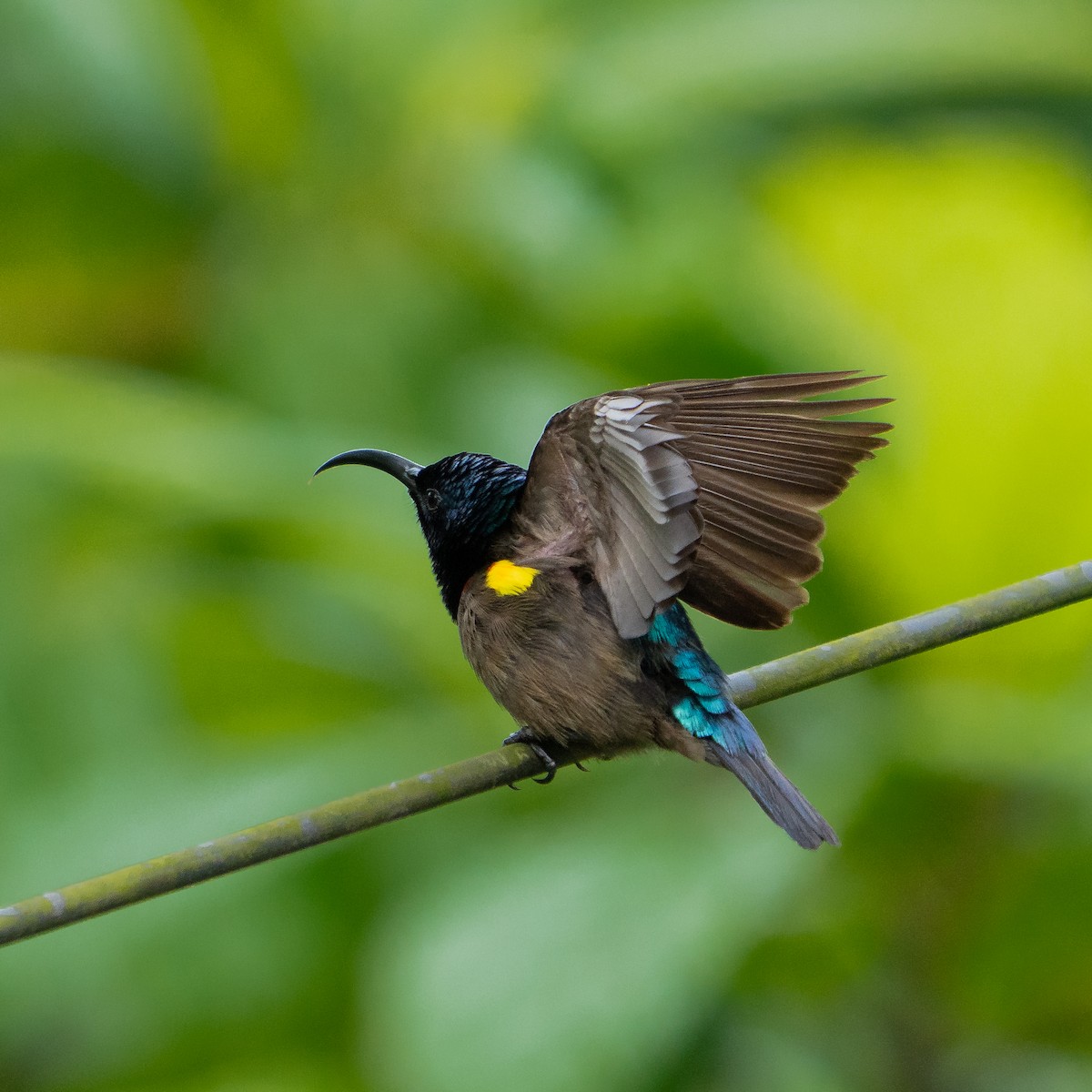 Loten's Sunbird - ML647451381