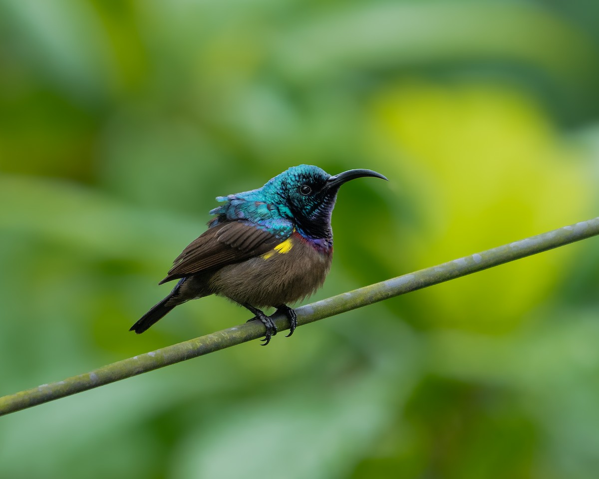 Loten's Sunbird - ML647451382