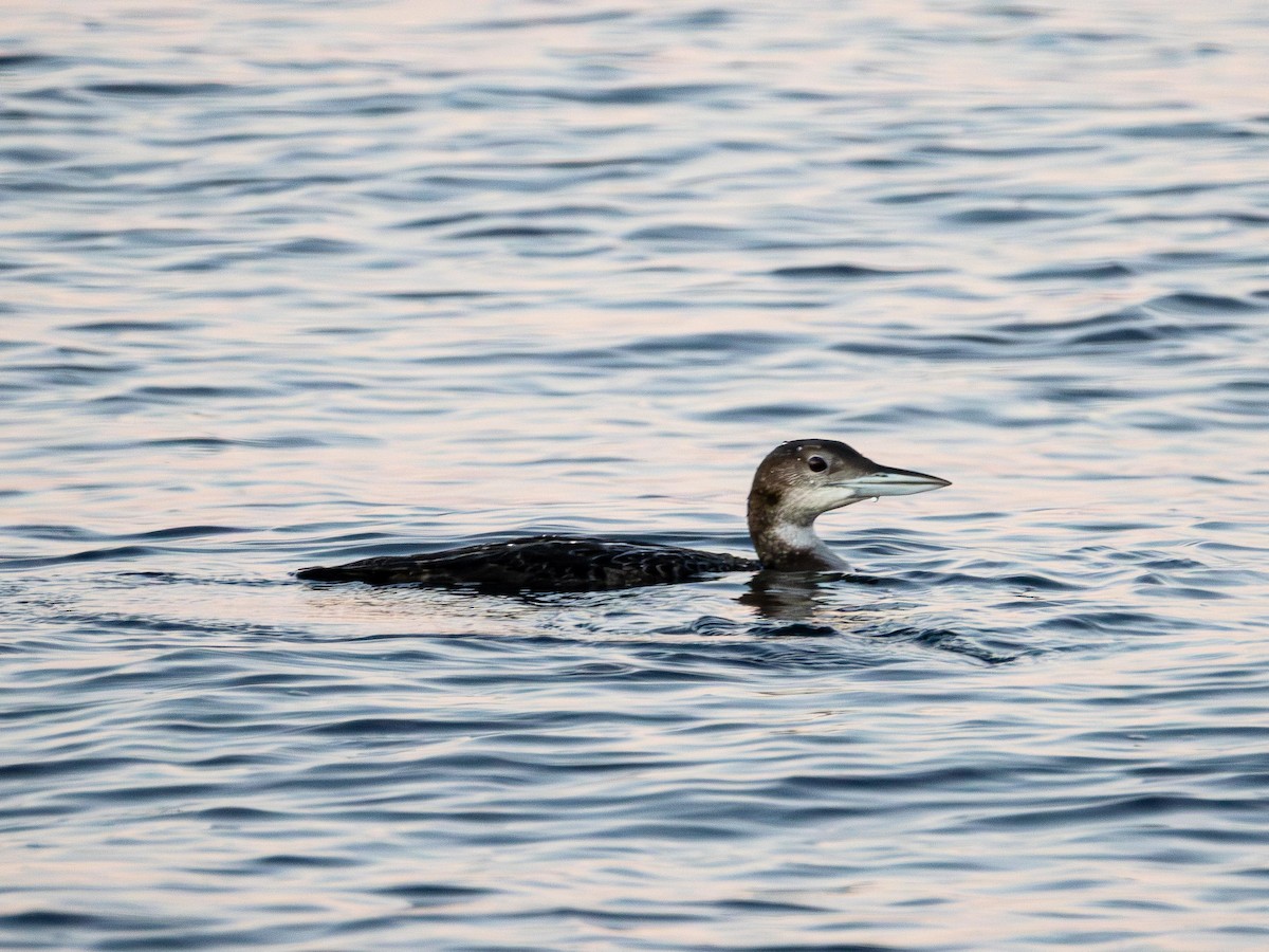 Common Loon - ML647451405