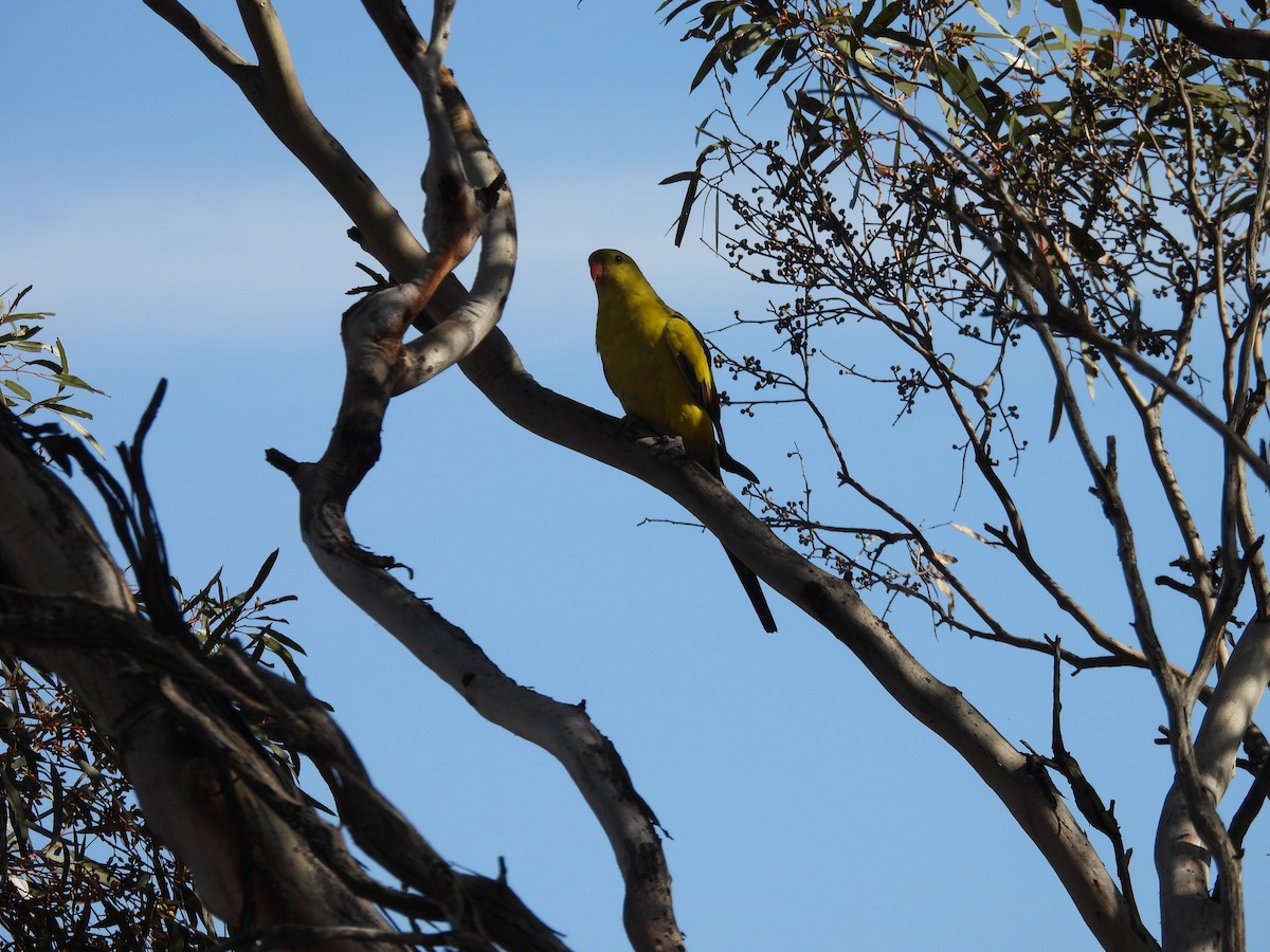 Regent Parrot - ML647451415