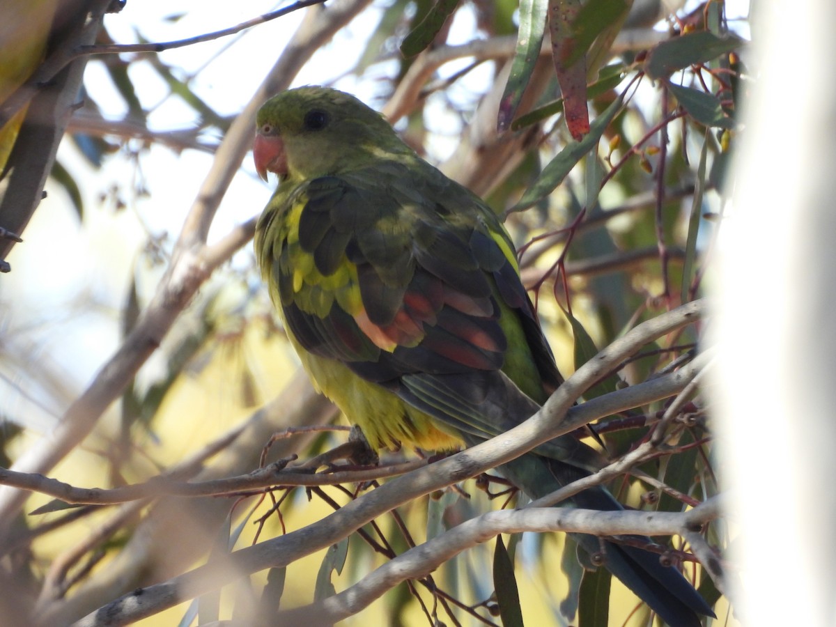 Regent Parrot - ML647451416