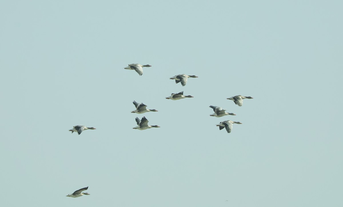 Boz Kaz - ML647451429