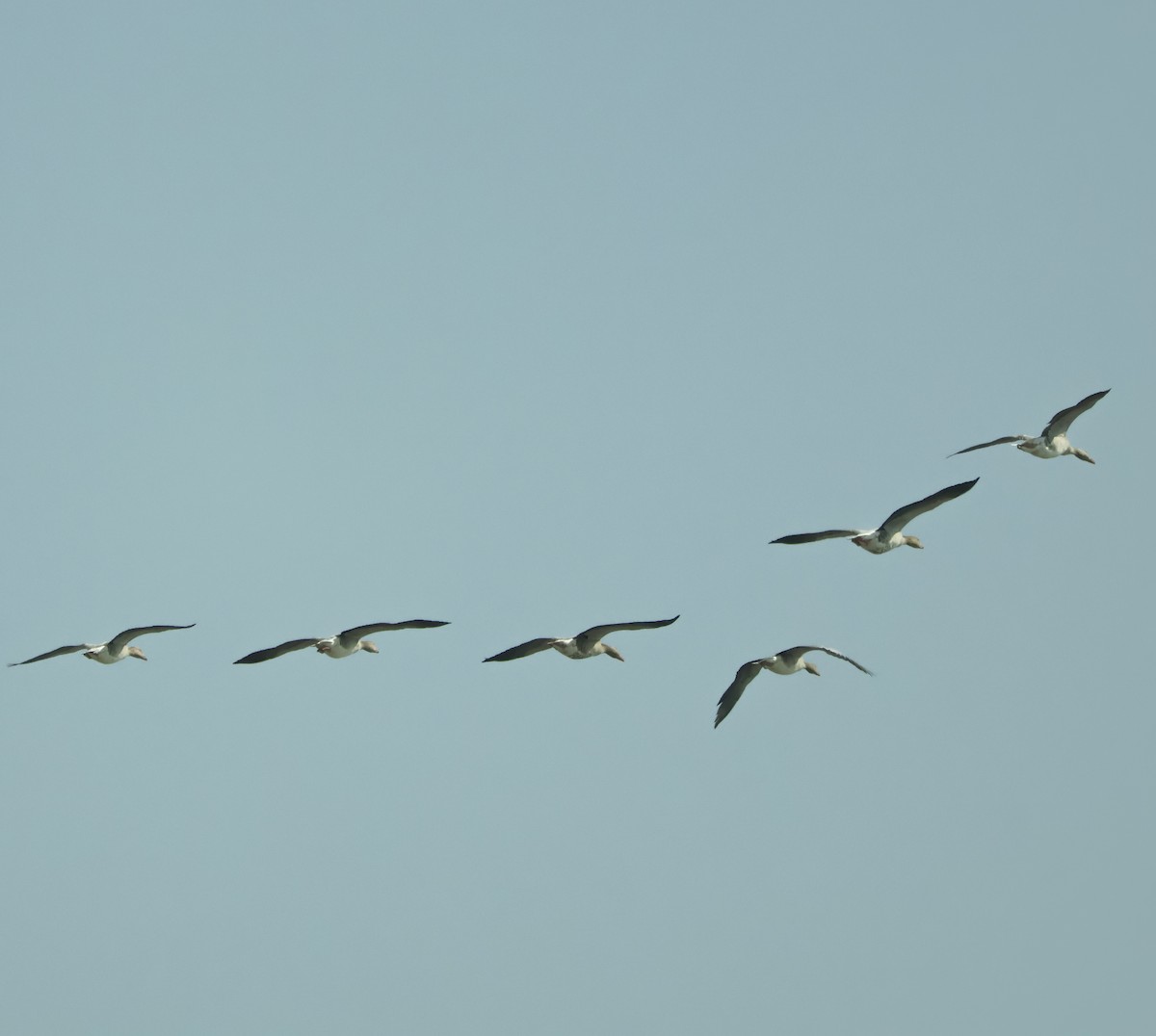 Boz Kaz - ML647451430