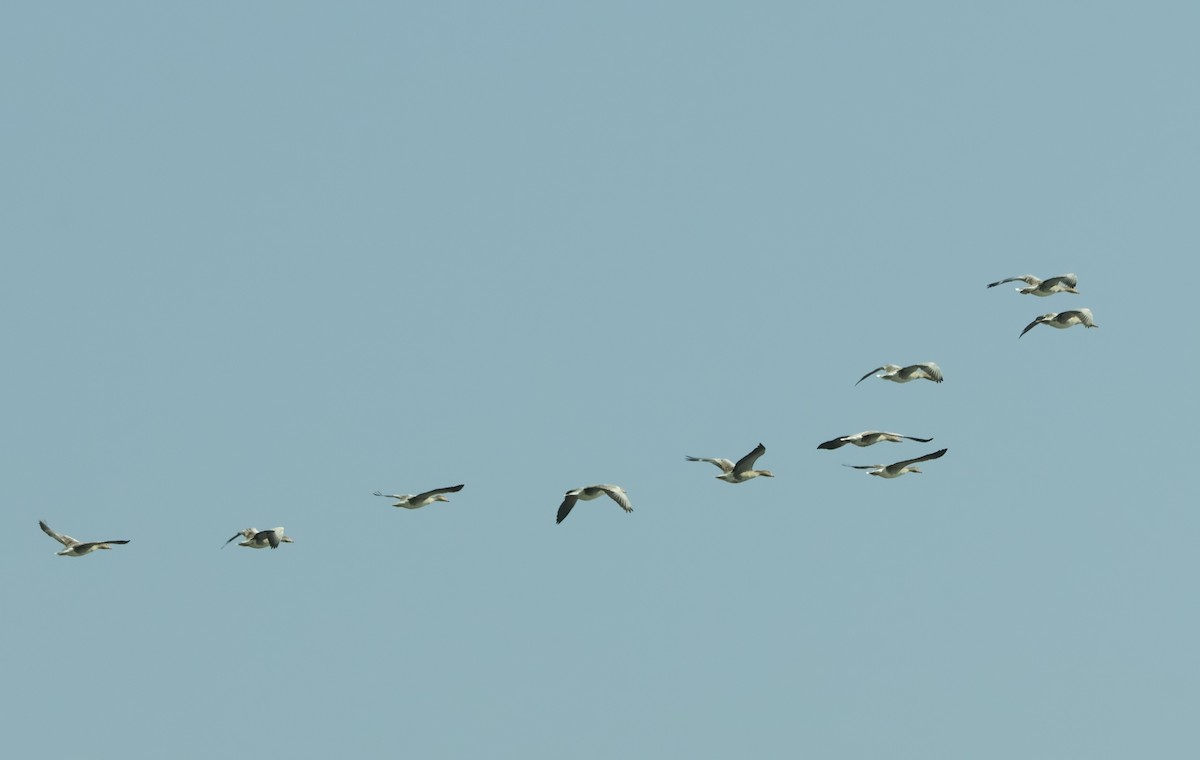 Boz Kaz - ML647451431