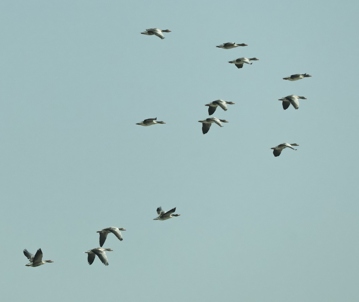 Boz Kaz - ML647451432