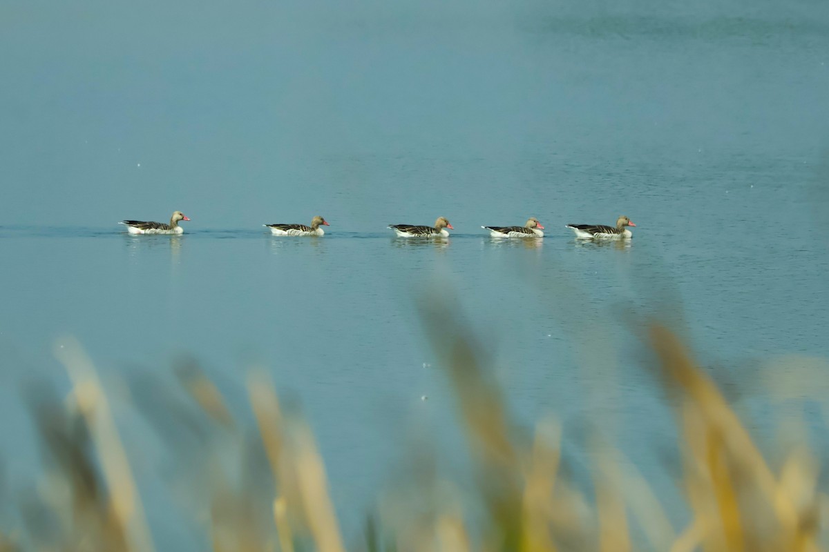 Boz Kaz - ML647451434