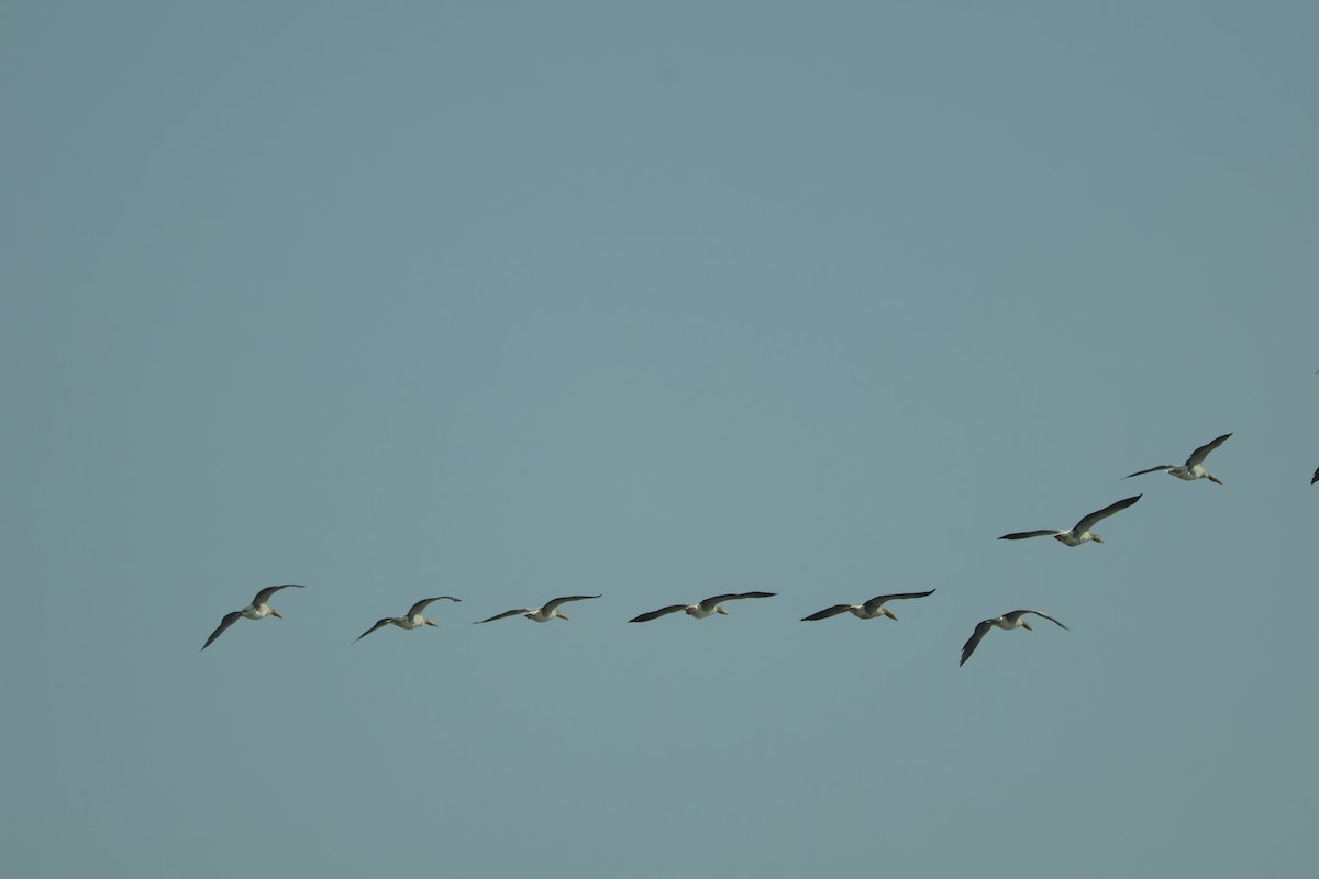 Boz Kaz - ML647451436