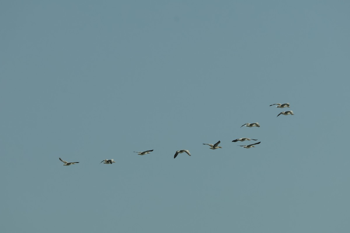 Boz Kaz - ML647451438