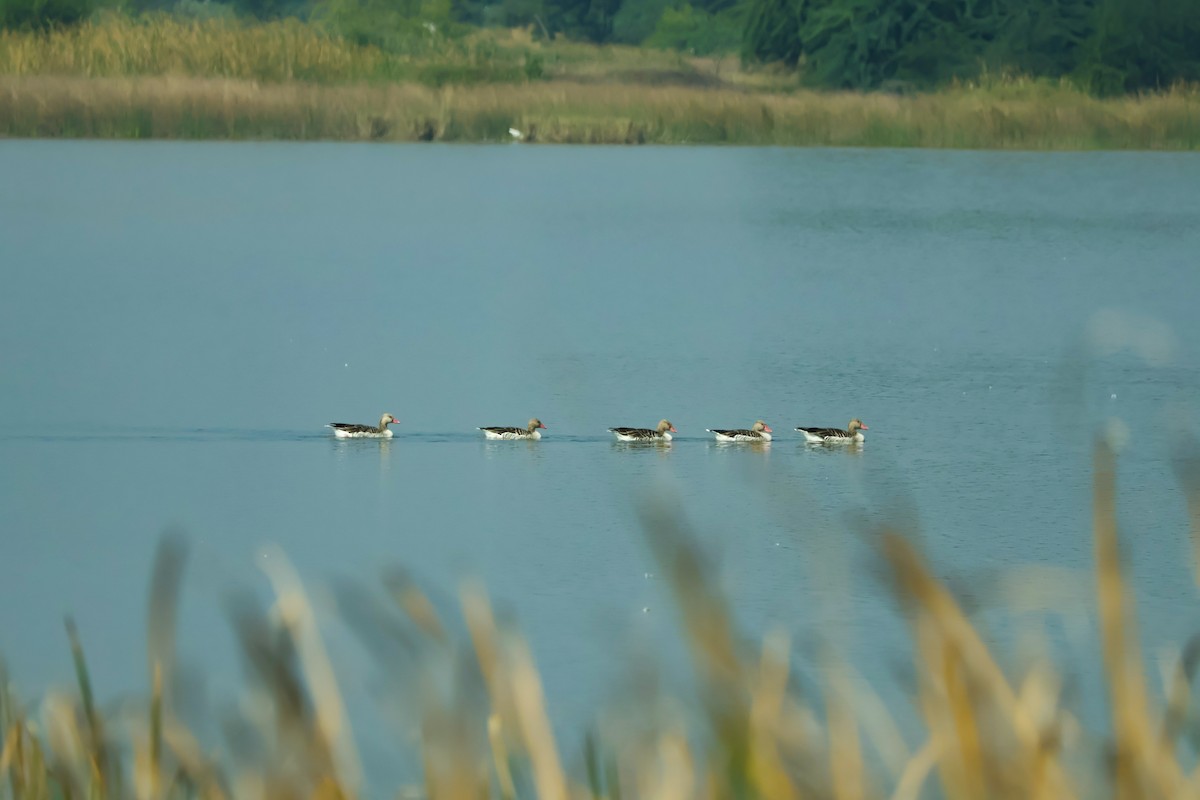 Boz Kaz - ML647451439