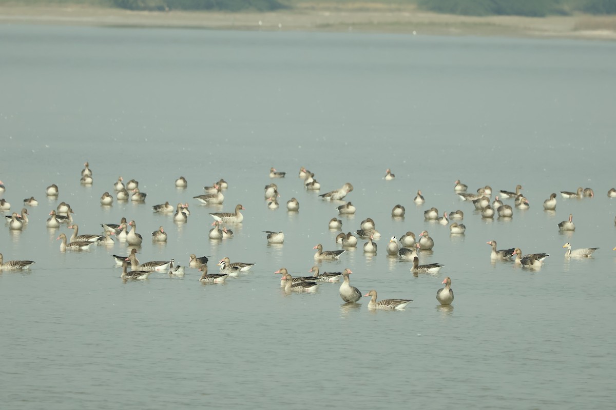 Boz Kaz - ML647451440