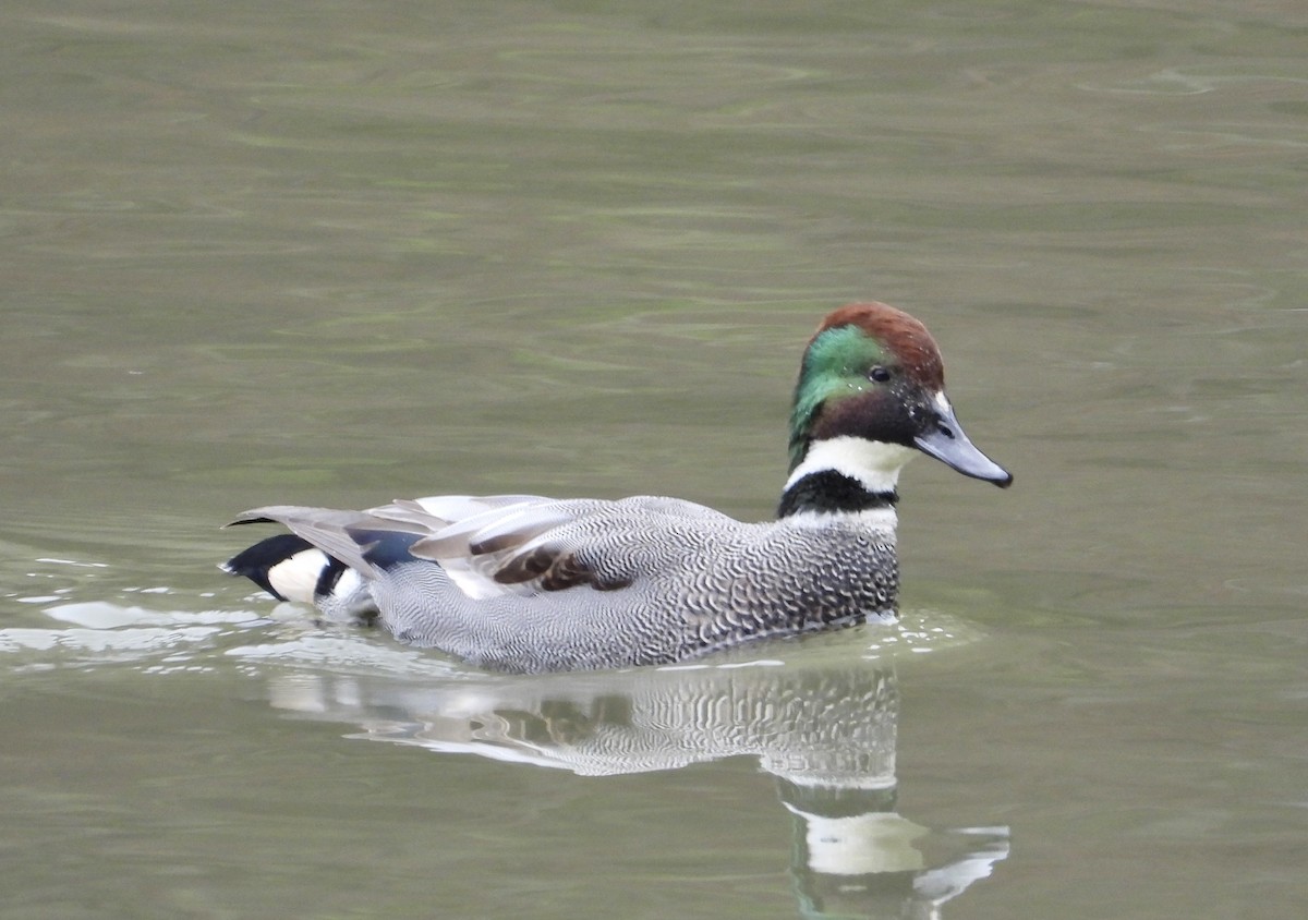 sibirand - ML647451444