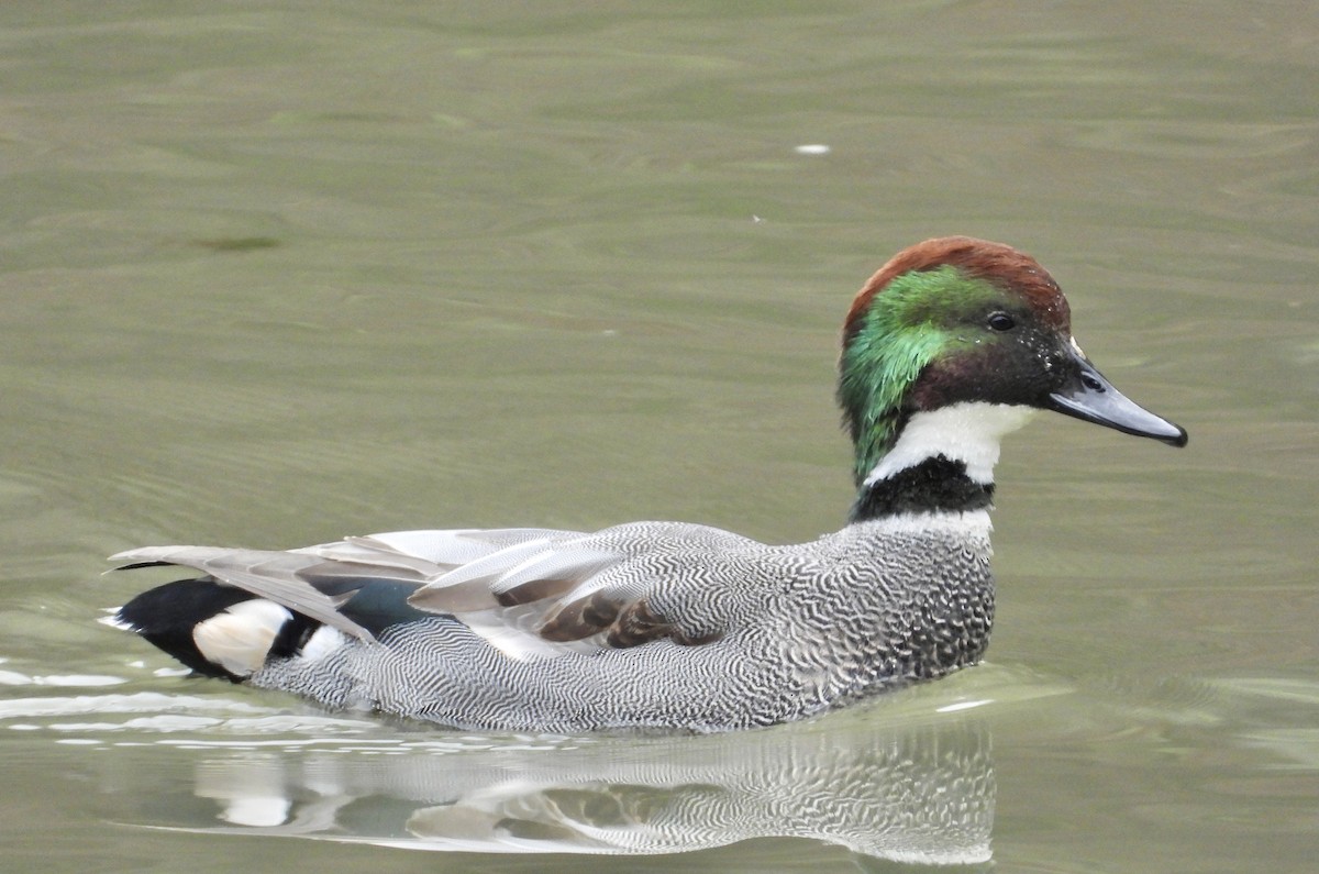 sibirand - ML647451445