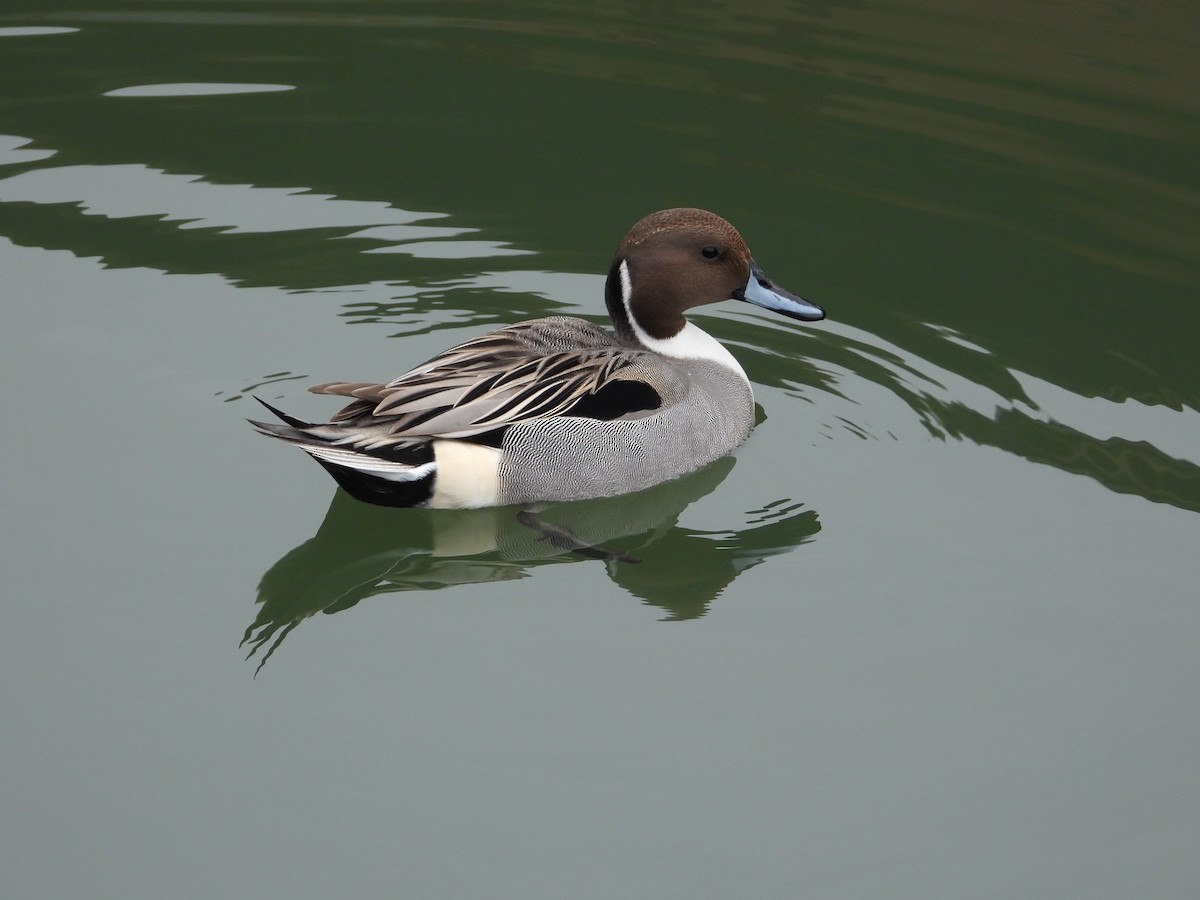 stjertand - ML647451469