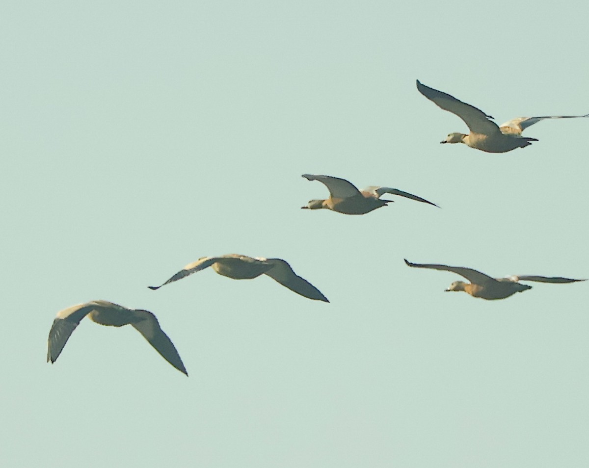 Ruddy Shelduck - ML647451473