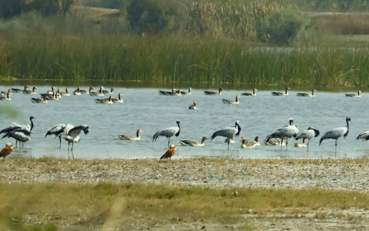 Ruddy Shelduck - ML647451474
