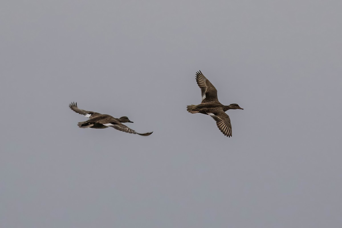 Ipar-ahatea - ML647451476