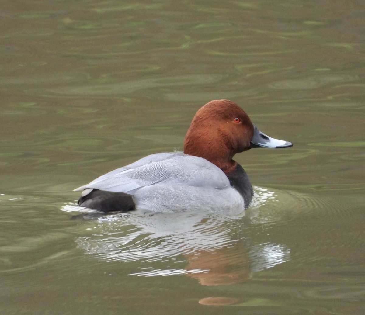 taffeland - ML647451477