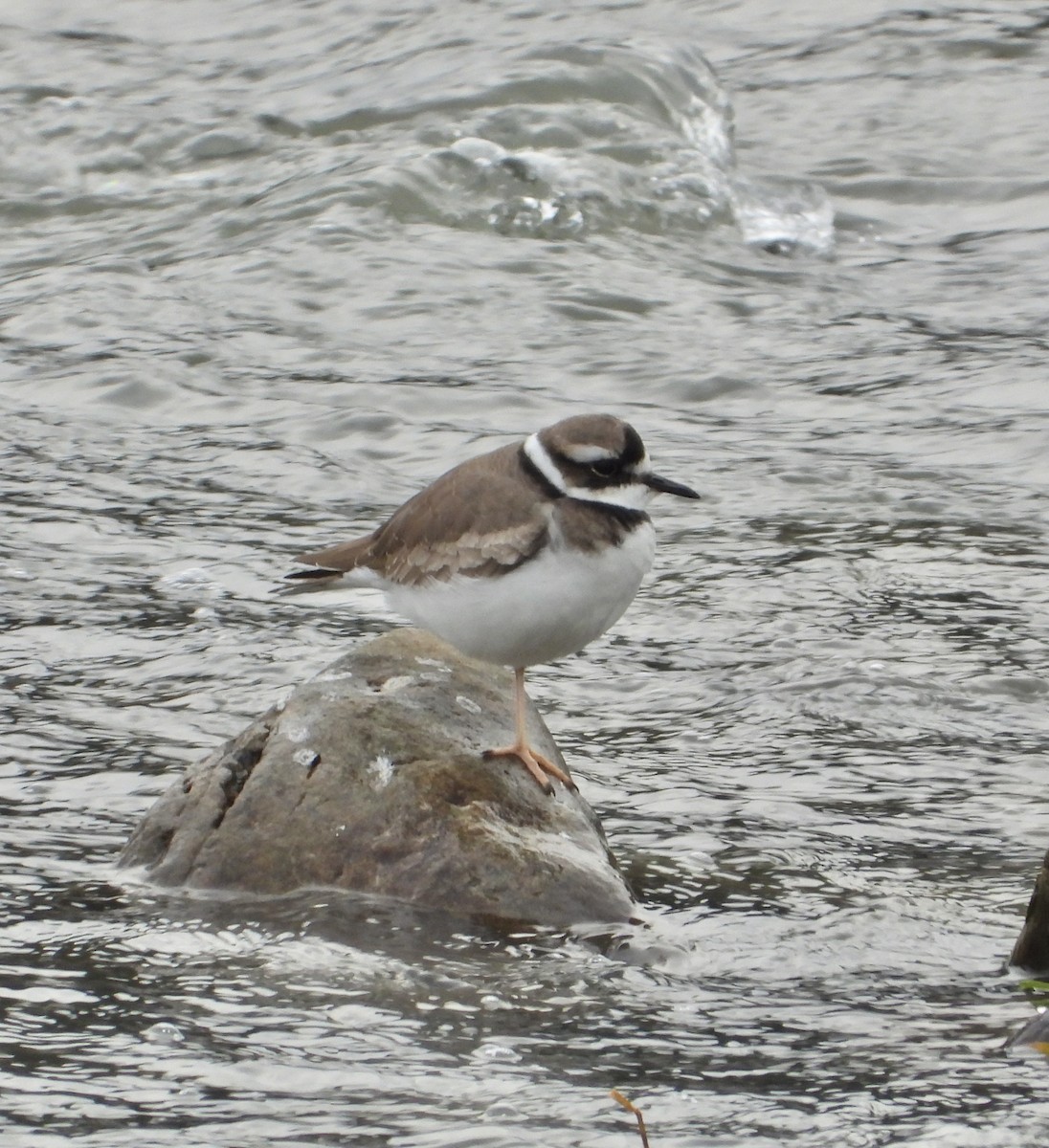 langnebblo - ML647451481