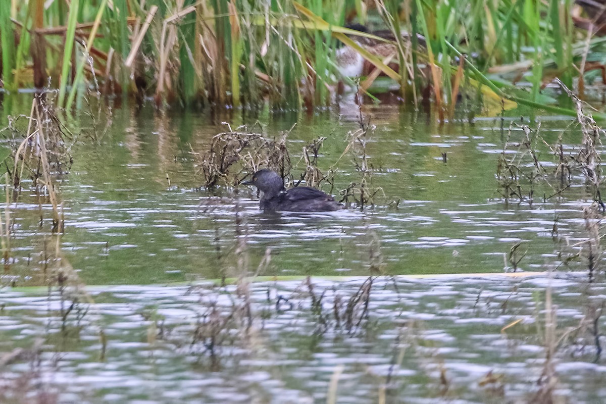 Least Grebe - ML647451486