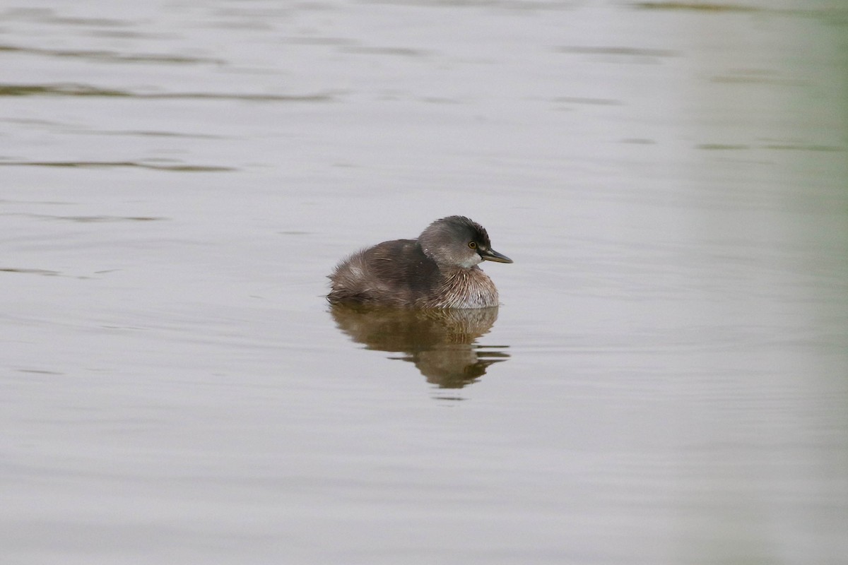 Least Grebe - ML647451492
