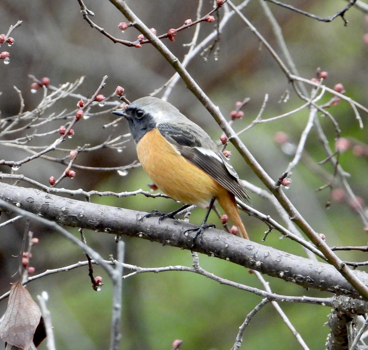 aurorarødstjert - ML647451494