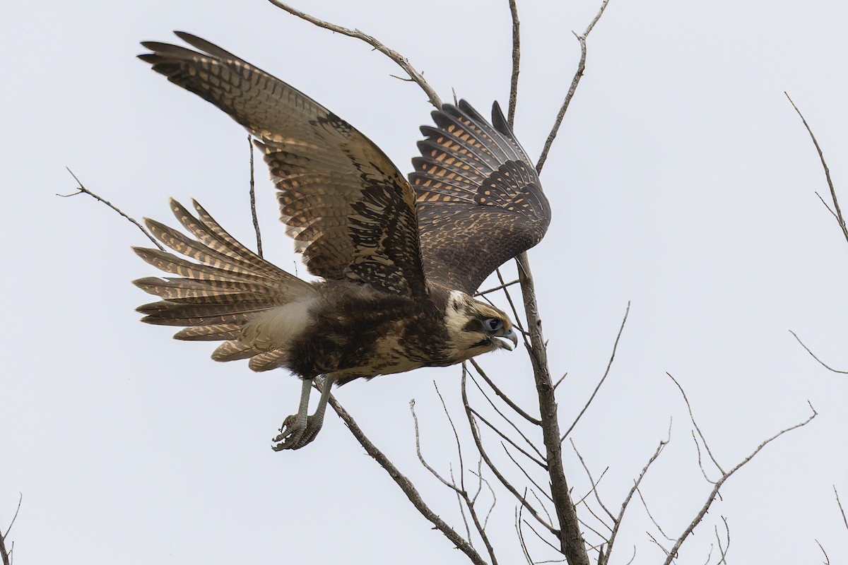 Brown Falcon - ML647451496