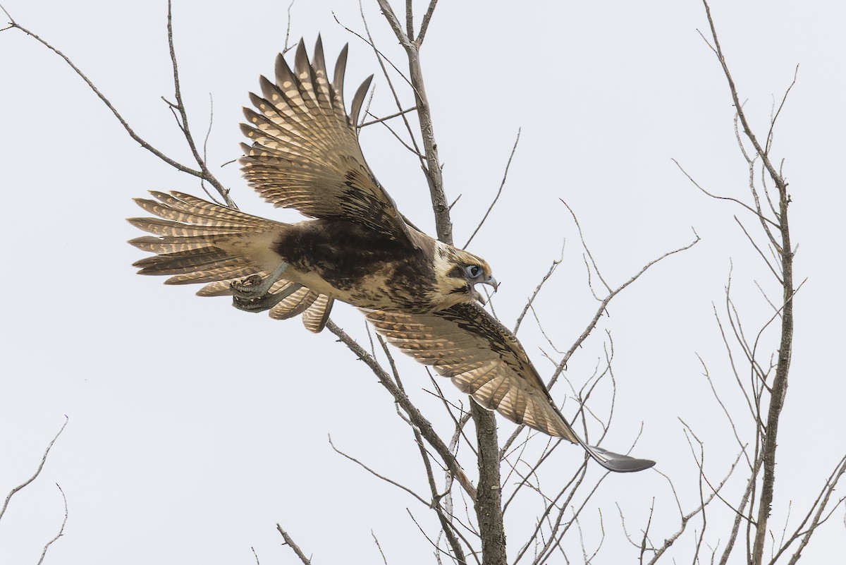 Brown Falcon - ML647451497