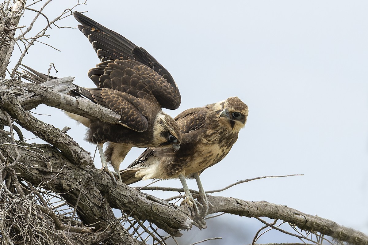 Brown Falcon - ML647451498