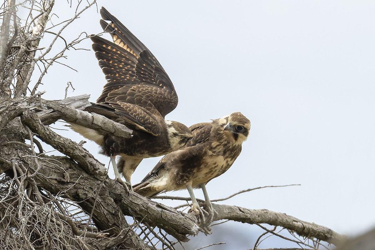 Brown Falcon - ML647451499