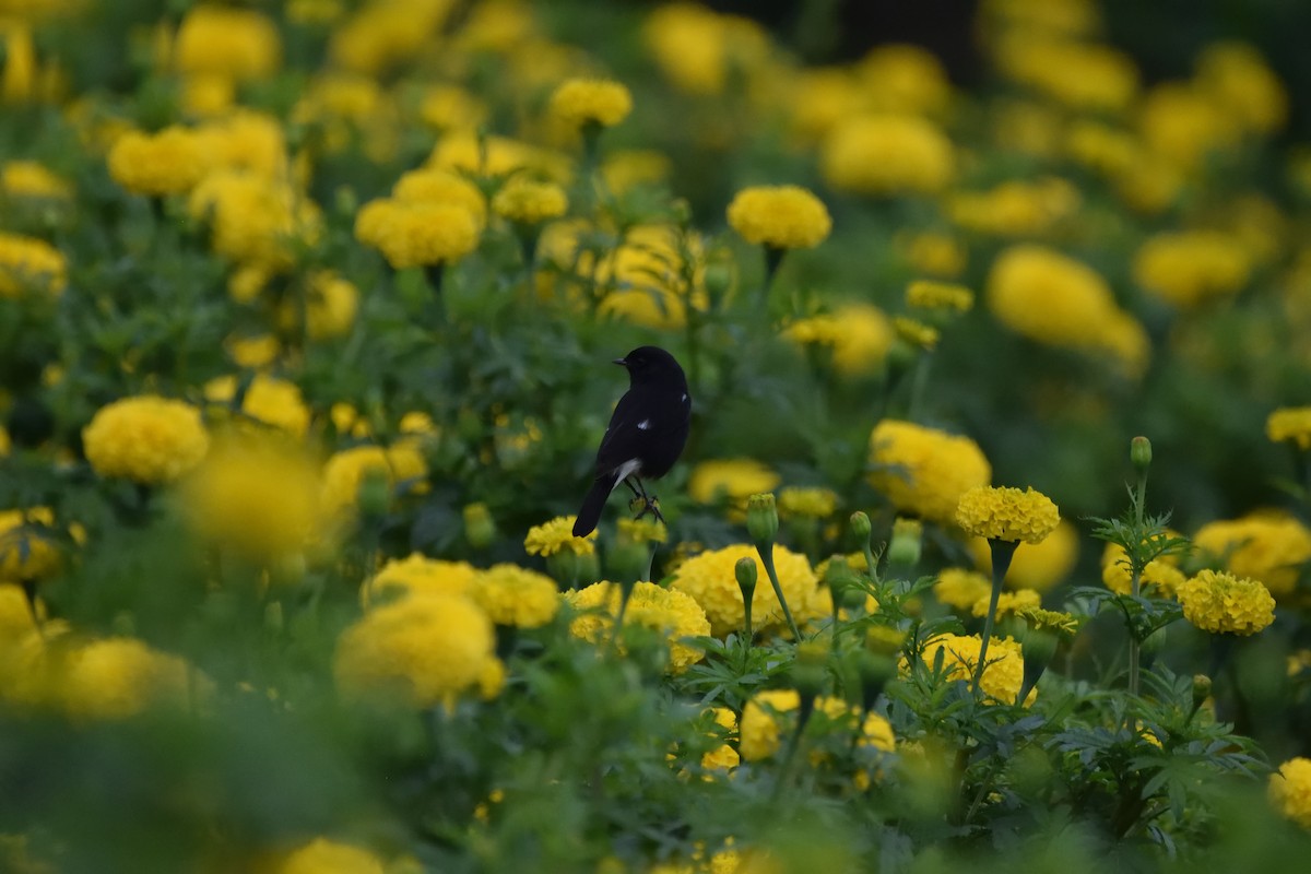 Tarabilla Pía - ML647451500