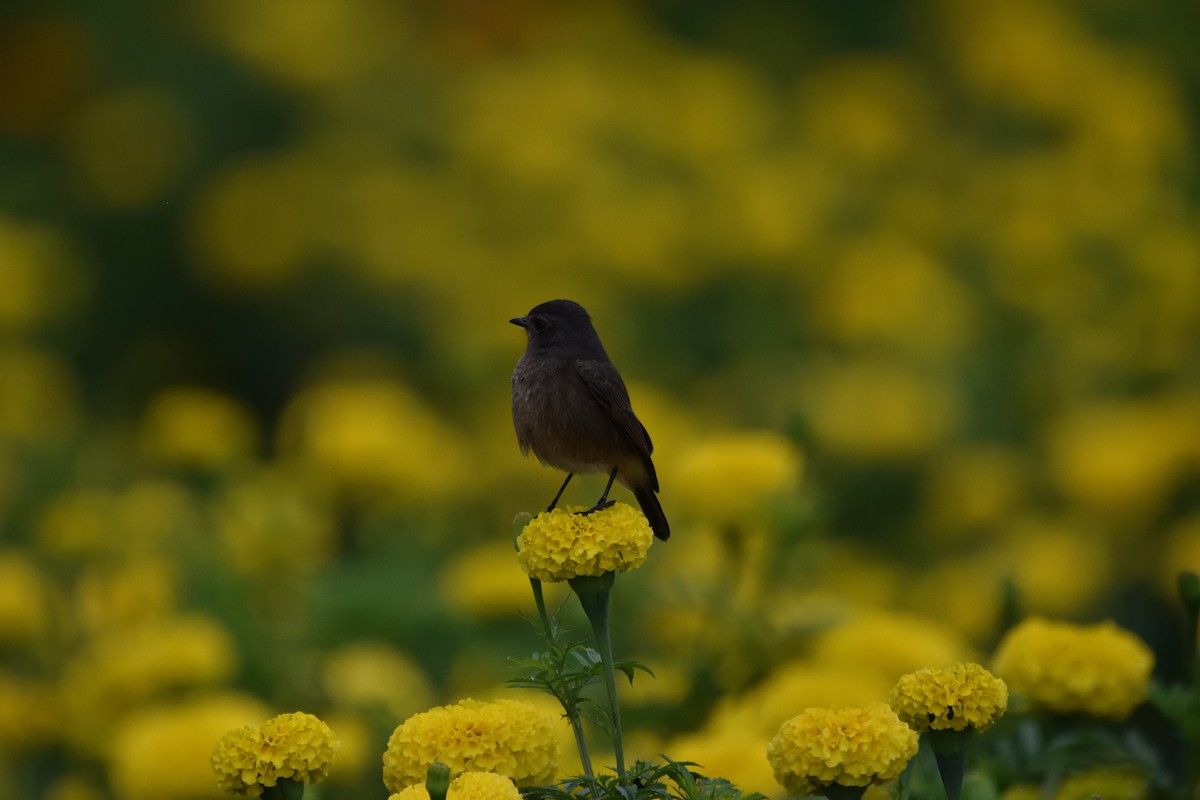 Tarabilla Pía - ML647451501