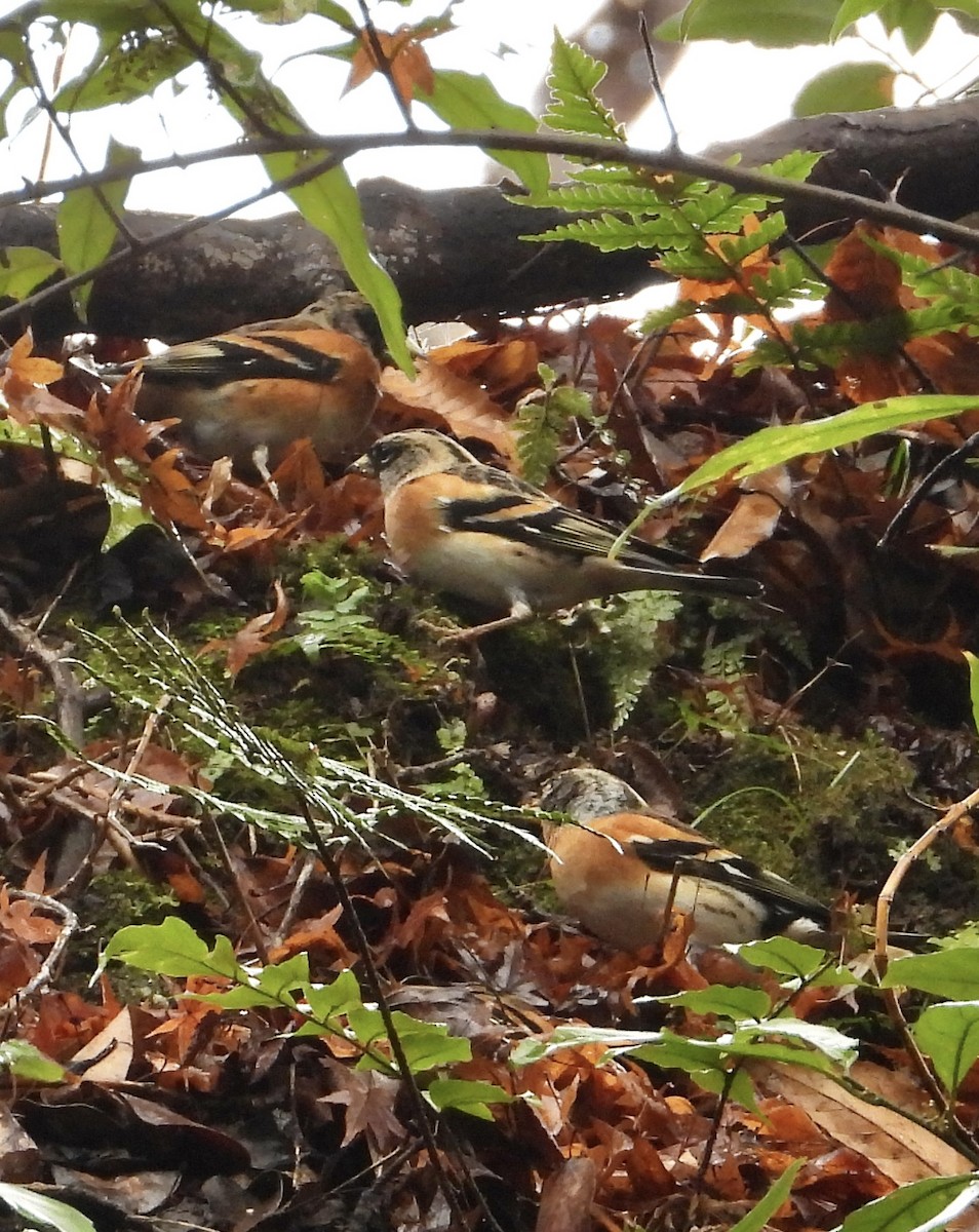 bjørkefink - ML647451520