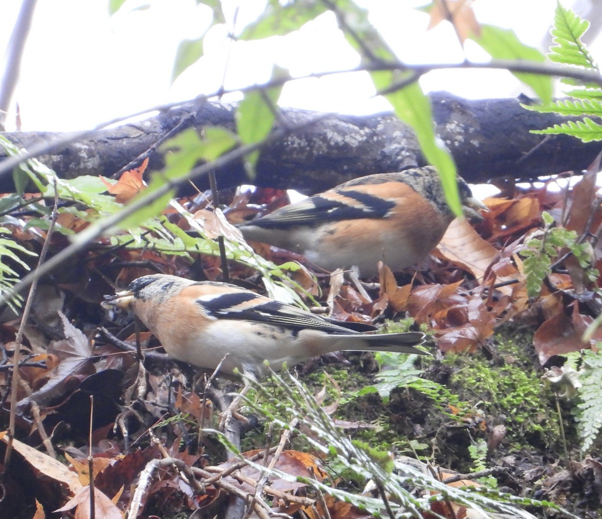 bjørkefink - ML647451521