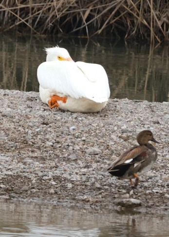 Canard chipeau - ML647451522